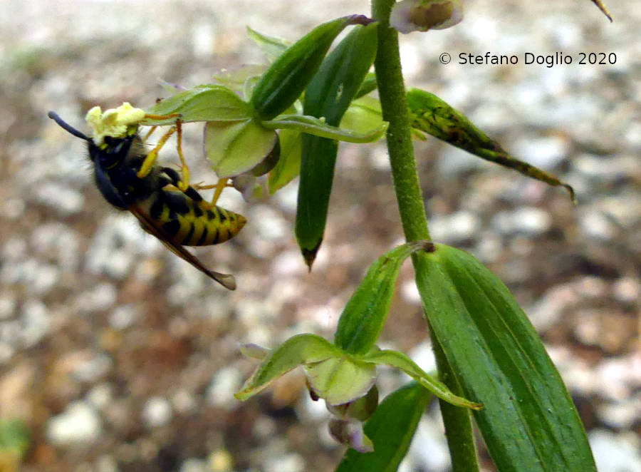 Vespula germanica? No, Dolichovespula sp., maschio